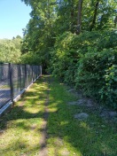 Foto: Wanderweg um Stadtsee zugewachsen 